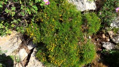 Genista corsica