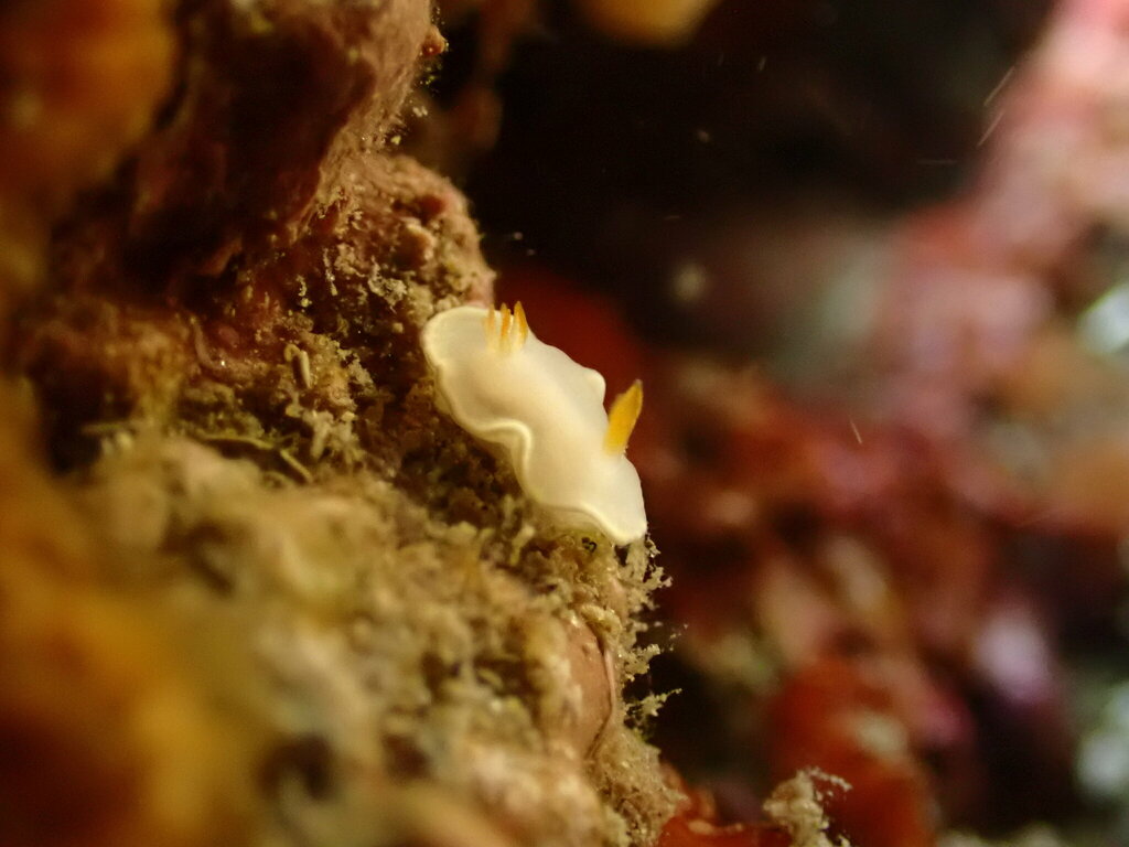 White-centred Rainbow Dorid
