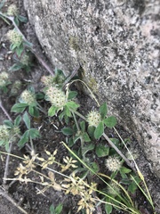 Trifolium striatum