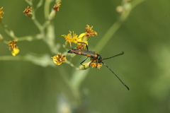 Anubis clavicornis