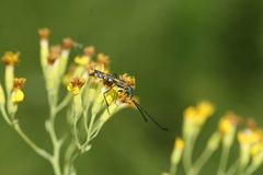 Anubis clavicornis