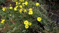 Cistus halimifolius