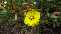 Cistus halimifolius