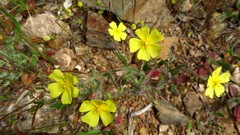 Tuberaria praecox