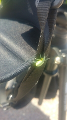 Chlorophanus viridis