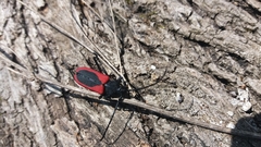 Purpuricenus kaehleri