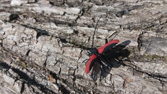 Purpuricenus kaehleri