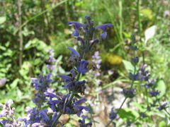 (c) Nachman bones, some rights reserved (CC BY) Nepeta curviflora, photograph (c) Nachman bones, some rights reserved (CC BY)