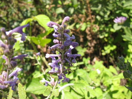 Nepeta curviflora, photograph 6