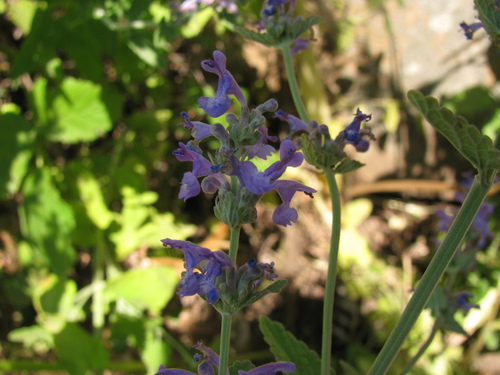 Image of Nepeta curviflora by (c) Nachman bones, some rights reserved (CC BY)