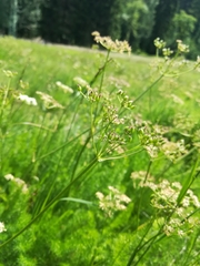 Meum athamanticum