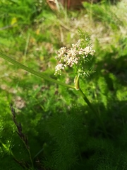 Meum athamanticum