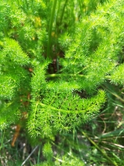 Meum athamanticum