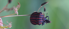 Graphosoma rubrolineatum