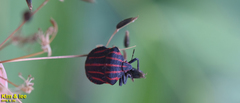 Graphosoma rubrolineatum