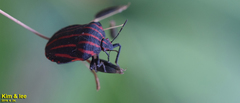 Graphosoma rubrolineatum