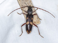 Phoracantha punctata