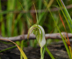 Pterostylis grandiflora