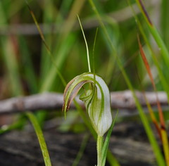 Pterostylis grandiflora