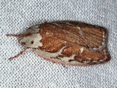 Euchaetis rhizobola