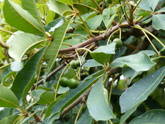 Vitex doniana