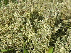 Thymus × citriodorus