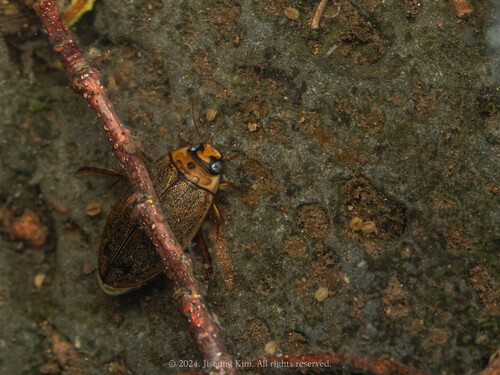Rhantus yessoensis