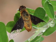 Chrysanthrax cypris