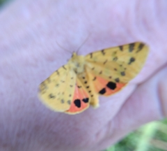 Diacrisia purpurata