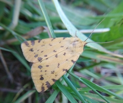 Diacrisia purpurata