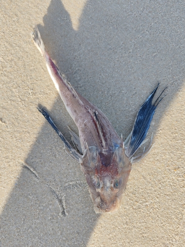 Atlantic searobin (Prionotus punctatus) — Triglidae — 3