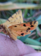Diacrisia purpurata