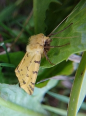 Diacrisia purpurata