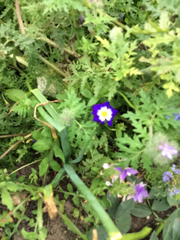 Convolvulus tricolor
