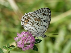 Melanargia arge