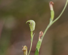 Pterostylis parviflora