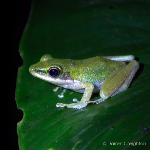 Poisonous Rock Frog