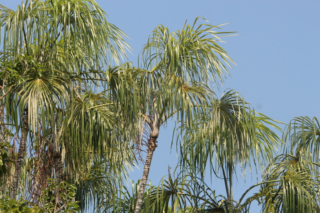 Mauritiella aculeata