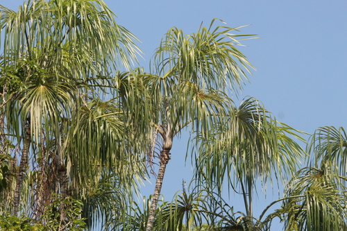 Buritirana (Mauritiella aculeata)