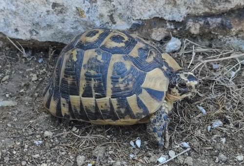 Nabeul Tortoise