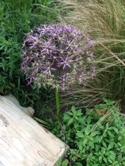Allium