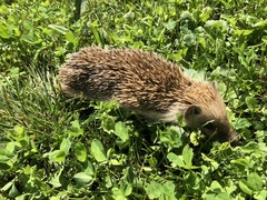 Erinaceus roumanicus