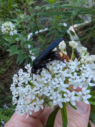 Blue-winged scoliid wasp
