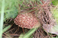 Boletellus ananas image
