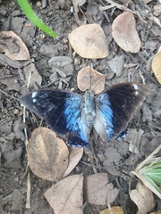 Charaxes bohemani
