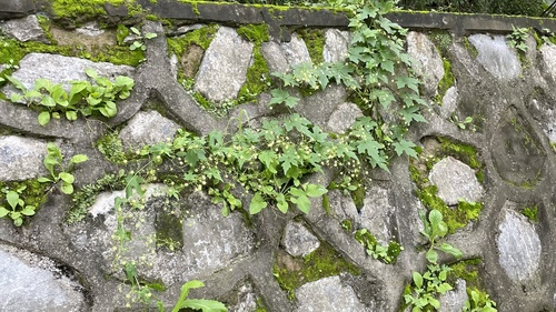 Bolbostemma paniculatum (Bolbostemma paniculatum)