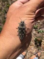 Chalcophora mariana