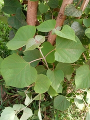 Gmelina arborea