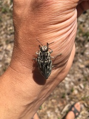 Chalcophora mariana