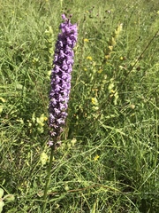 Gymnadenia densiflora
